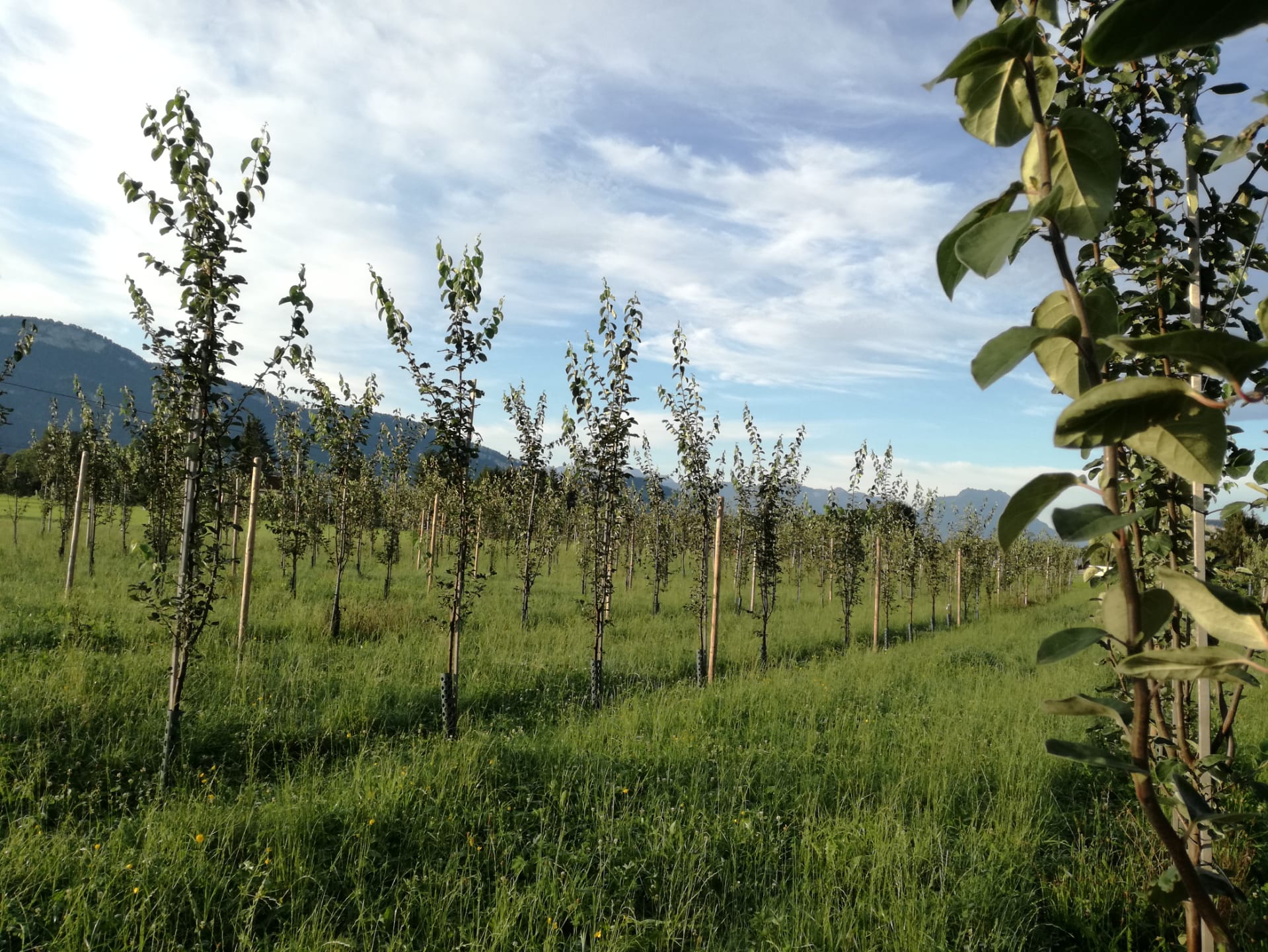 Welcher Baum Wird Am Ältesten